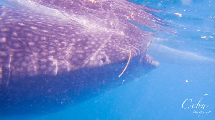 菲律賓宿霧｜去歐斯陸Oslob看鯨鯊的心得&注意事項