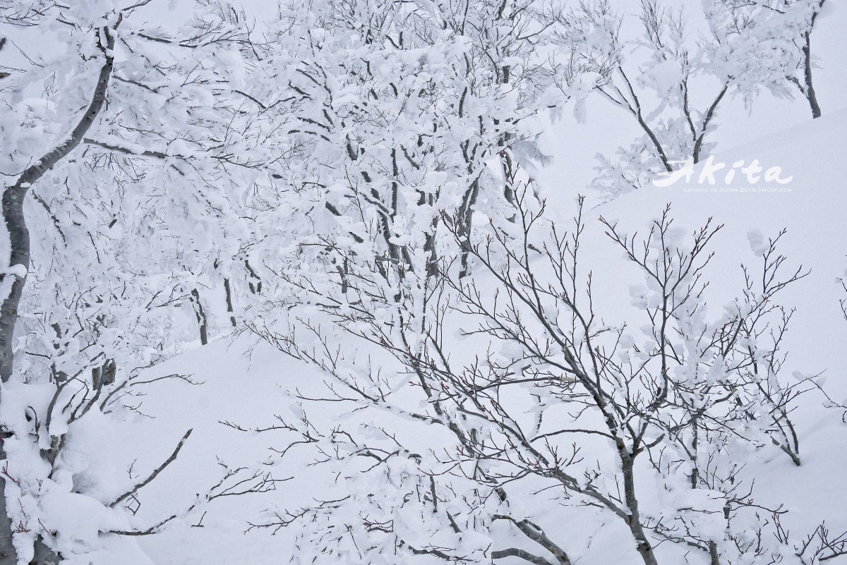 日本秋田｜三大樹冰之一：冬季限定森吉山樹冰。和秋田犬合照超萌超可愛