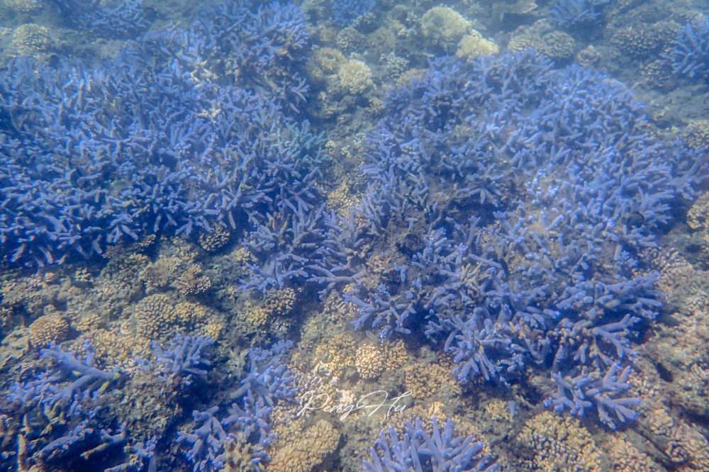 澎湖最強浮潛行程：忘憂島超美珊瑚！台版馬爾地夫無人島秘境