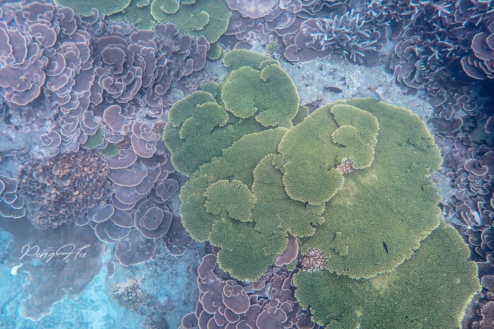 澎湖最強浮潛行程：忘憂島超美珊瑚！台版馬爾地夫無人島秘境