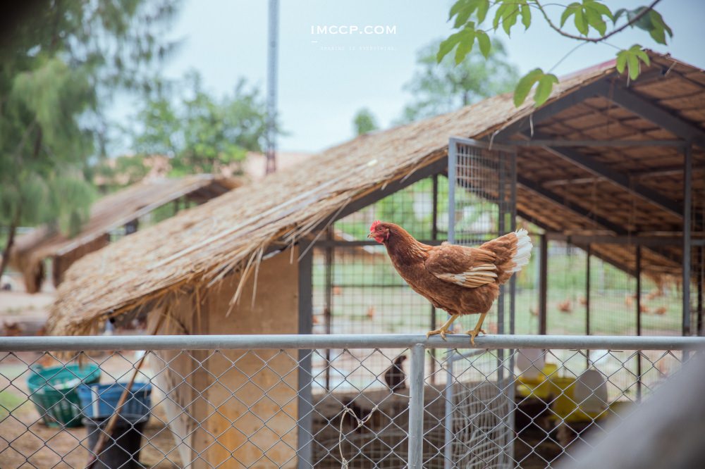 餵馬餵雞好好玩！芭達雅小農場莊園À La Campagne Pattaya美食餐廳親子景點推薦
