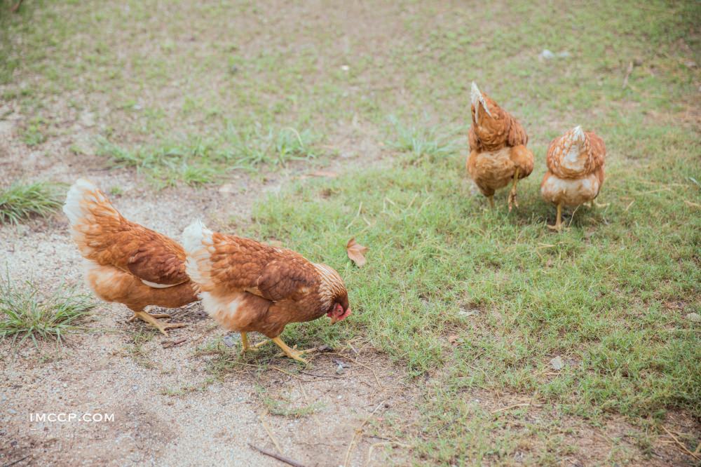 餵馬餵雞好好玩！芭達雅小農場莊園À La Campagne Pattaya美食餐廳親子景點推薦